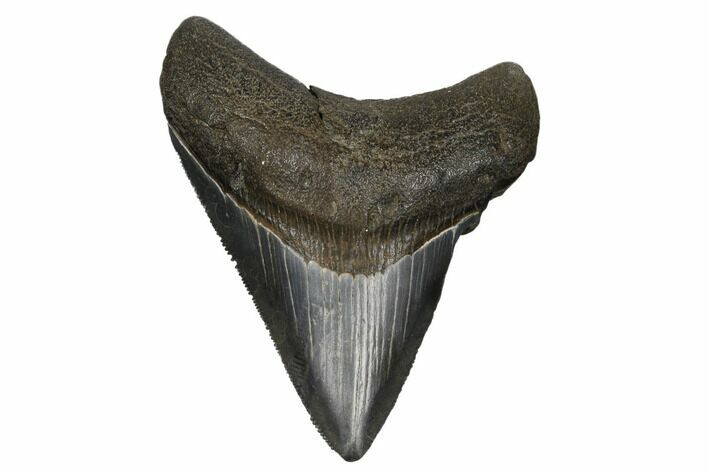 Serrated, Fossil Megalodon Tooth - South Carolina #180933